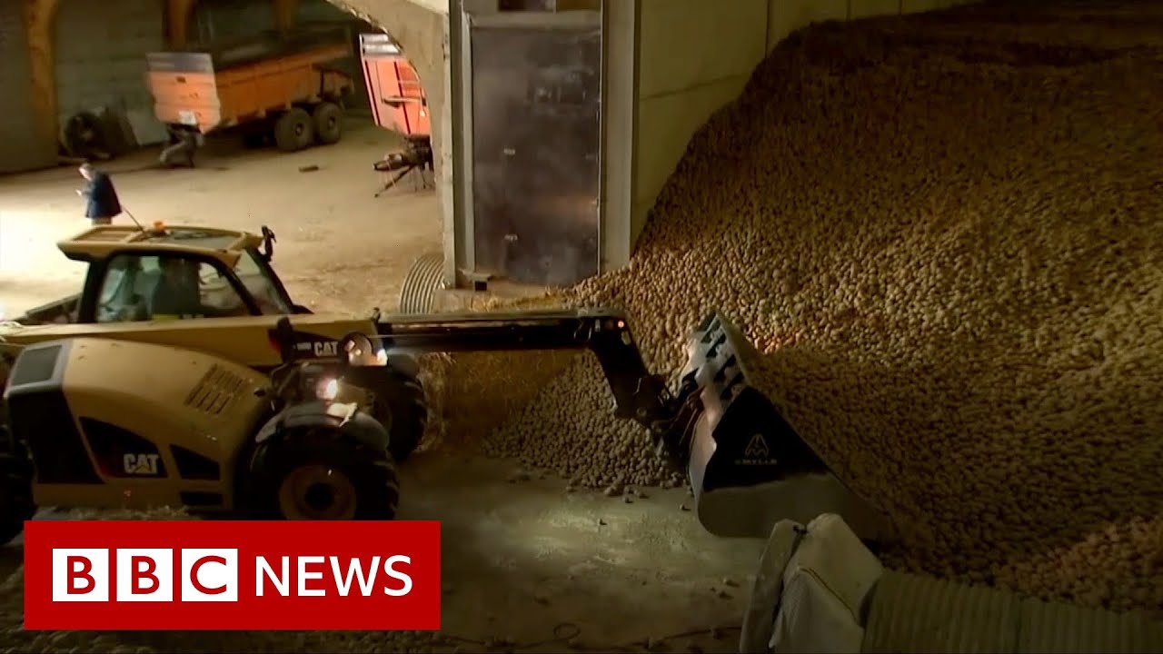 Coronavirus: Potato mountains and rotten cheese - BBC News